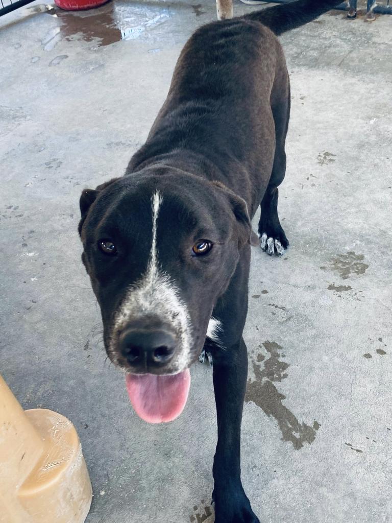 Gus, an adoptable Collie, Labrador Retriever in Big Spring, TX, 79720 | Photo Image 1