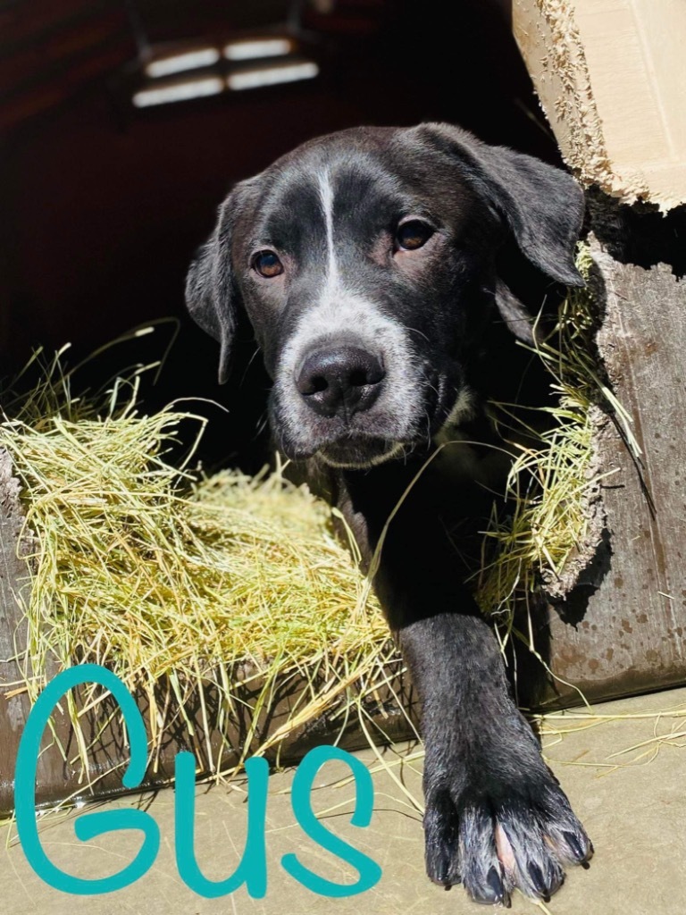 Gus, an adoptable Collie, Labrador Retriever in Big Spring, TX, 79720 | Photo Image 2