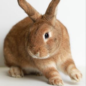 Persimmon, Adult Male Bunny Rabbit