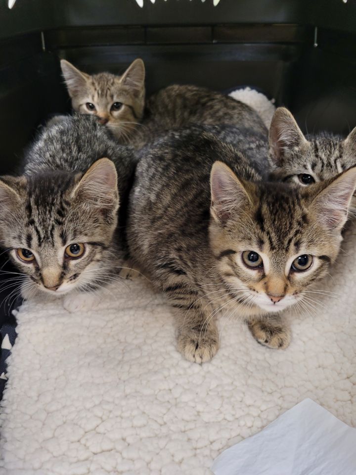 Petfinder kittens sales near me