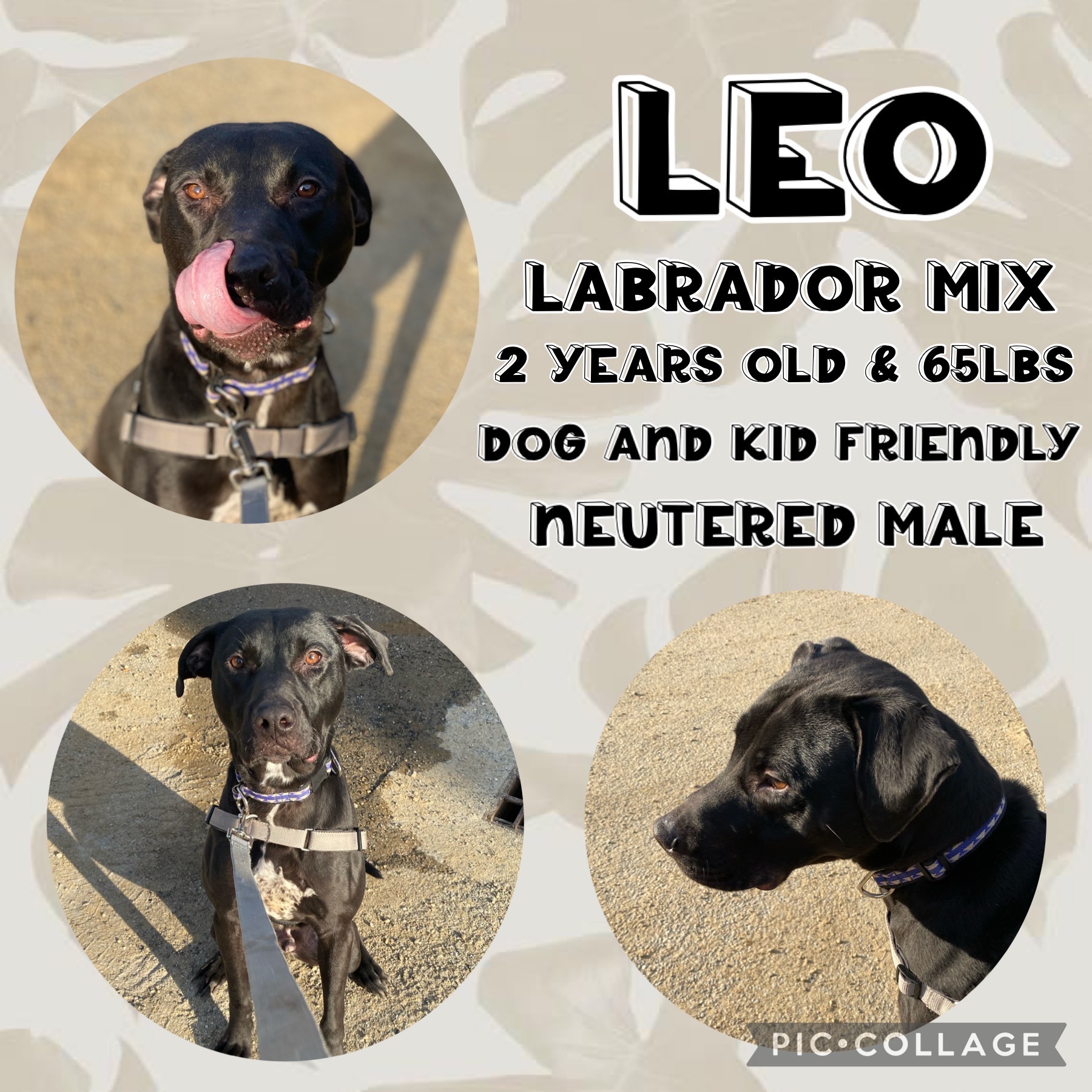 Leo