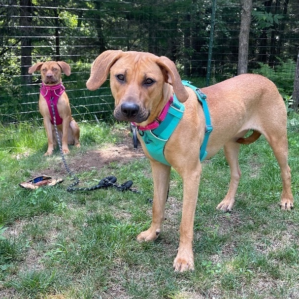*BONDED* Cinny & Ellie, an adoptable Hound in Oxford, ME, 04270 | Photo Image 1