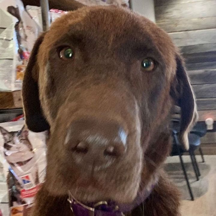 Hershey, an adoptable Chocolate Labrador Retriever & Labrador Retriever Mix in Simsbury, CT_image-4