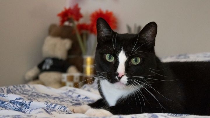 Peter, an adoptable Domestic Short Hair in Brooklyn, NY_image-2