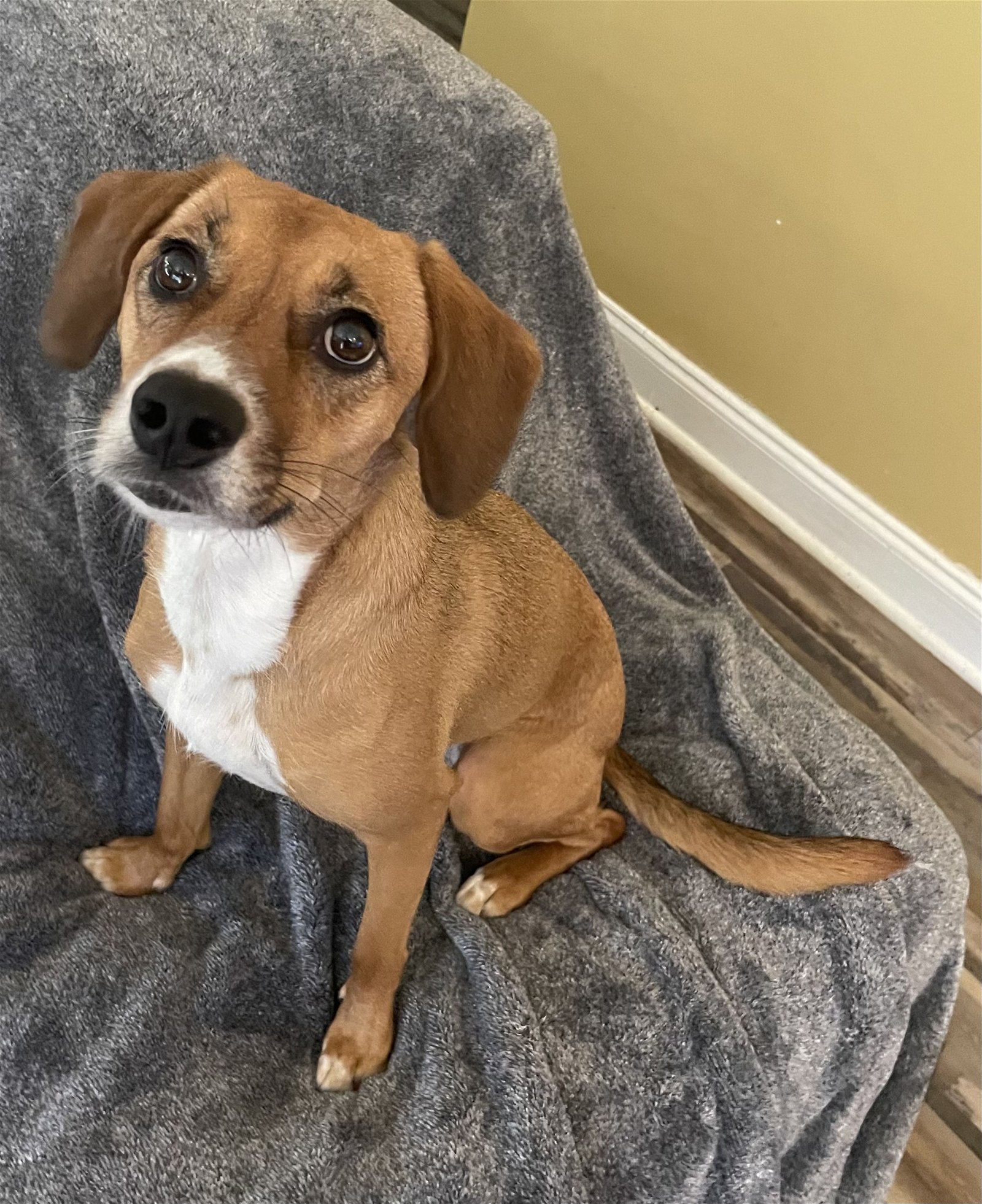 Mae, an adoptable Beagle in Pittsboro, NC, 27312 | Photo Image 1