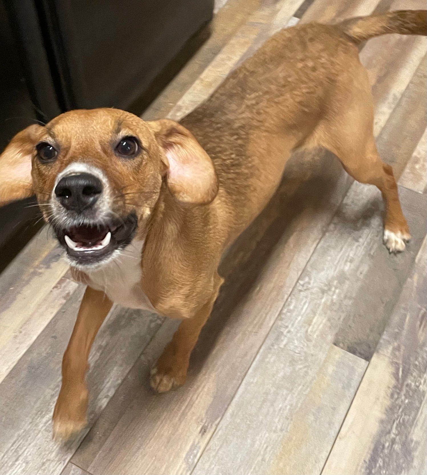 Mae, an adoptable Beagle in Pittsboro, NC, 27312 | Photo Image 2