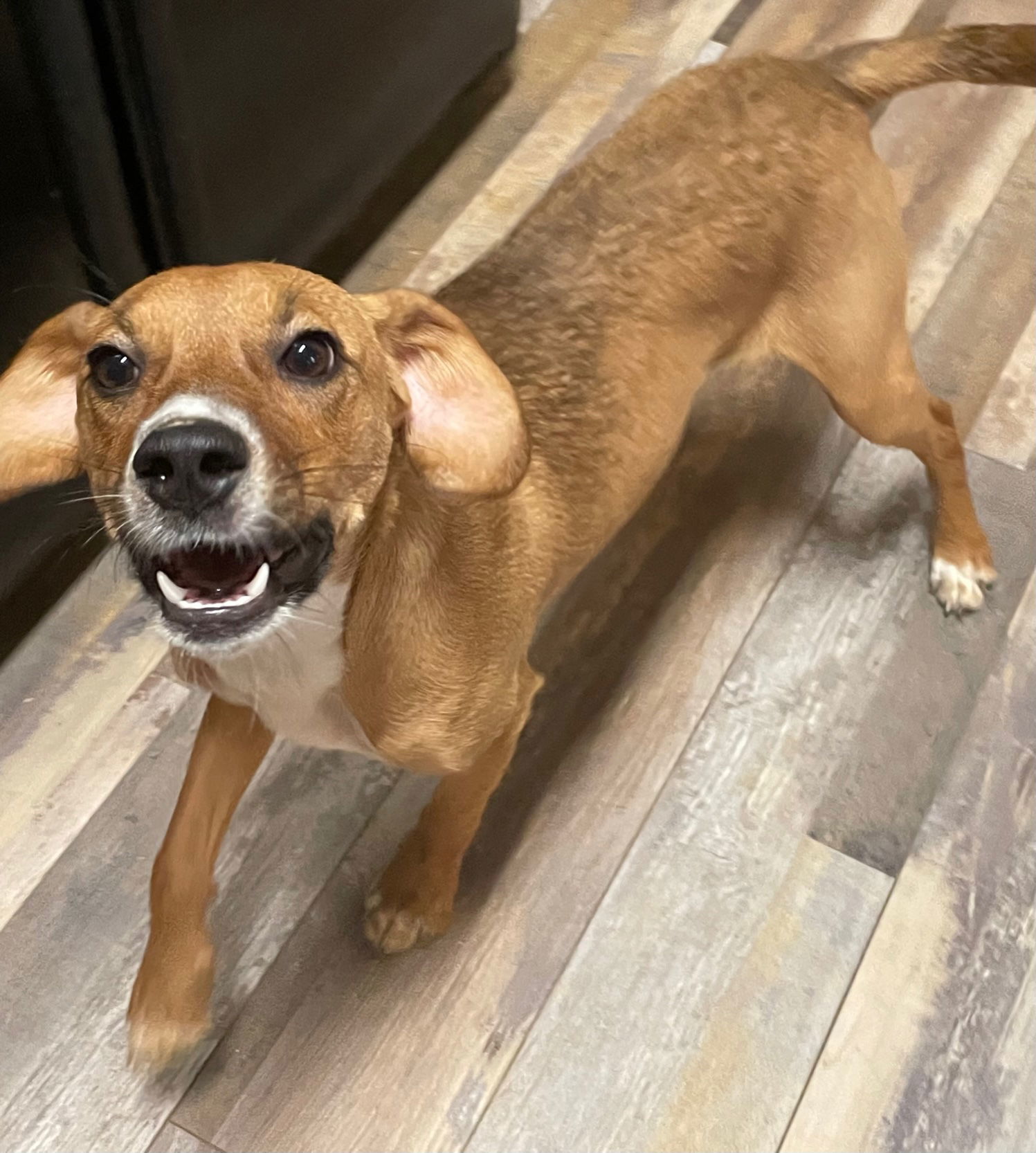 Mae, an adoptable Beagle in Pittsboro, NC, 27312 | Photo Image 2