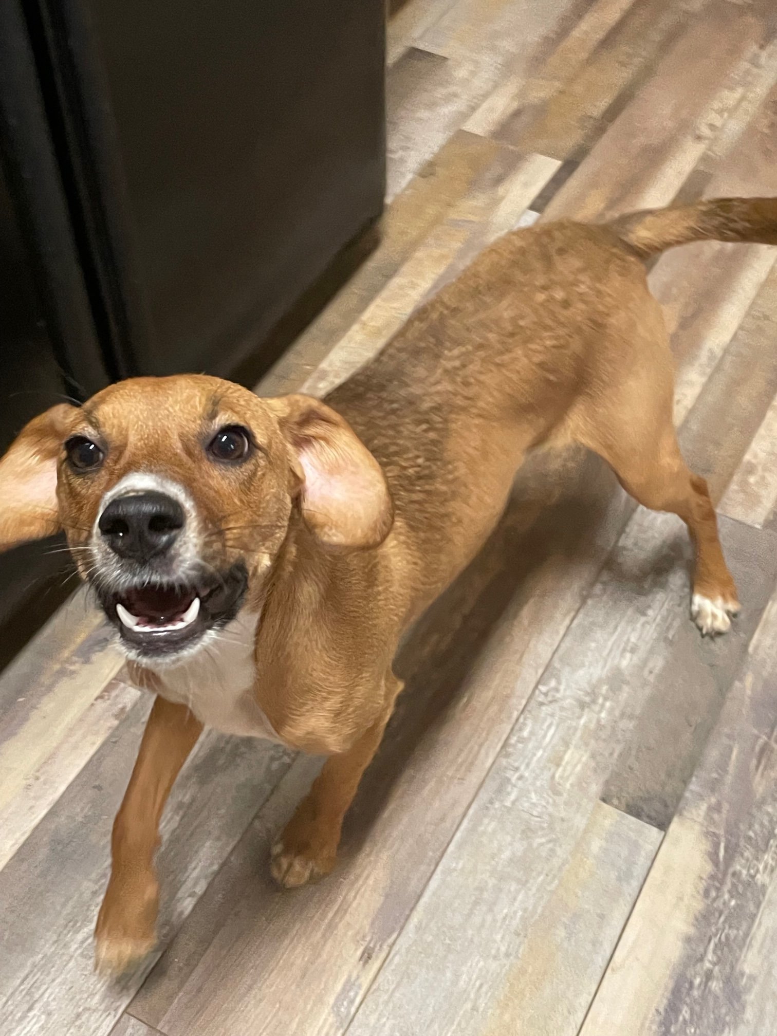Mae, an adoptable Beagle in Pittsboro, NC, 27312 | Photo Image 3