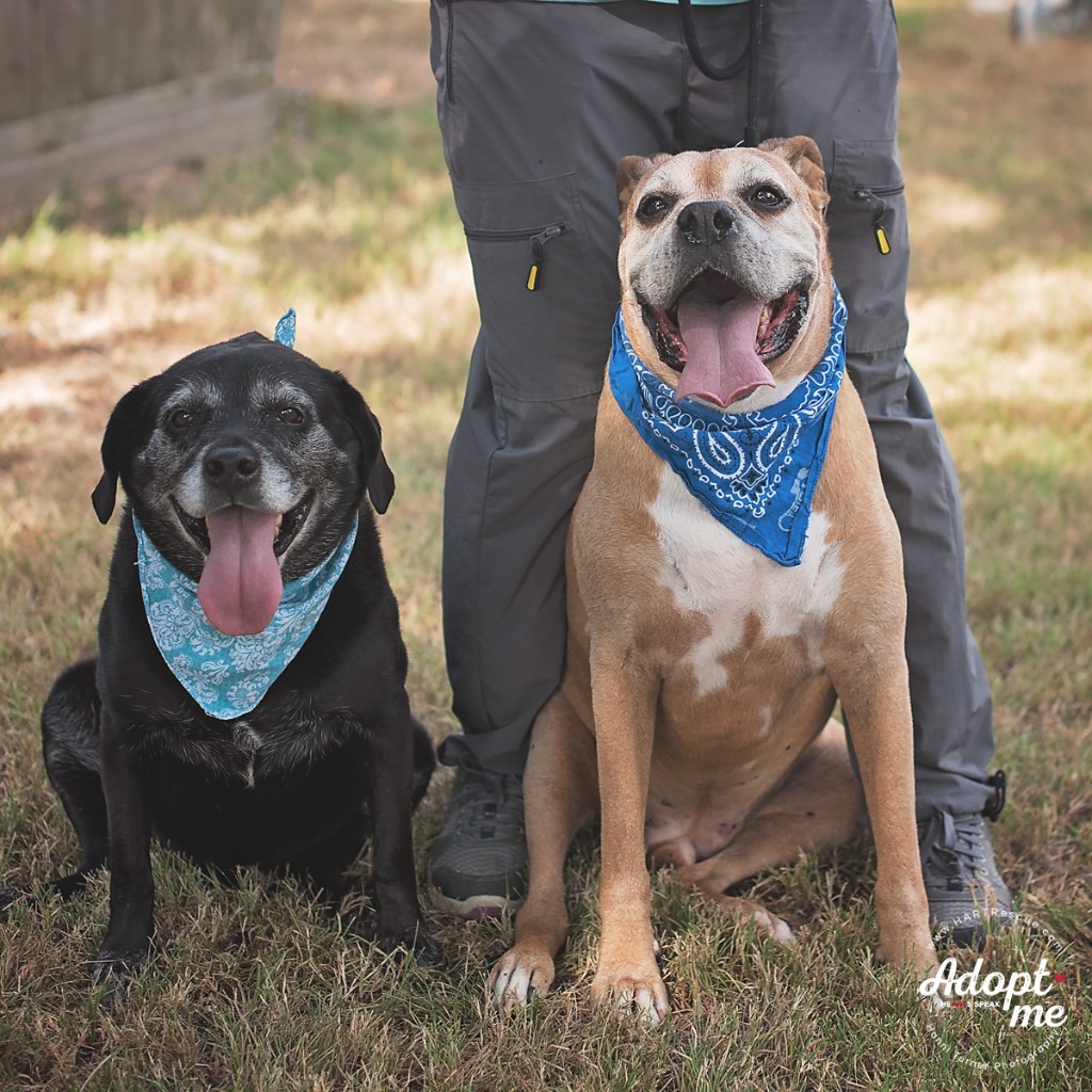 King, an adoptable Labrador Retriever, French Bulldog in Hockley, TX, 77447 | Photo Image 4