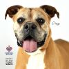 Diego Boxer photo 1