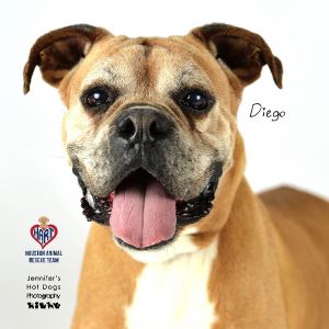 Diego Boxer, Senior Male Boxer