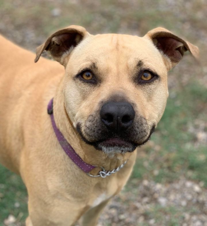 Dog for adoption - Sadie, a Black Mouth Cur & American Staffordshire ...