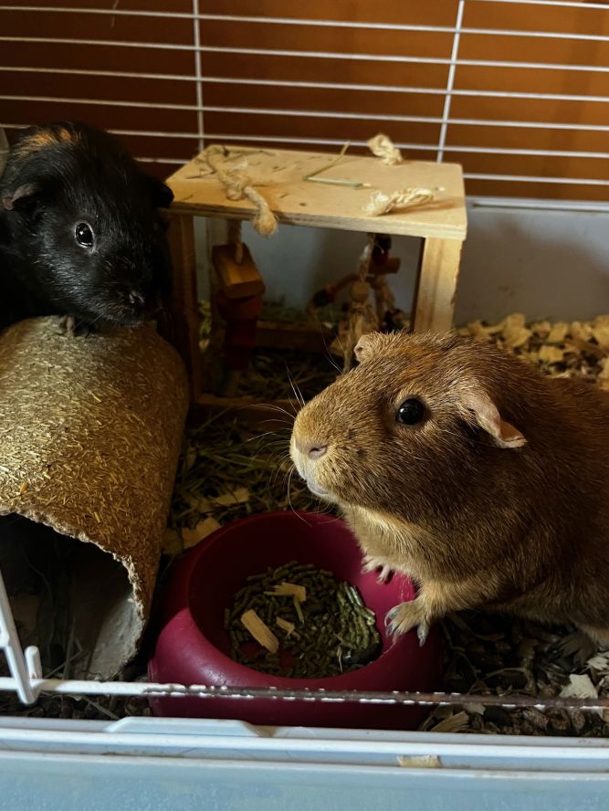 Pumpkin & Spice GUINEA PIGS