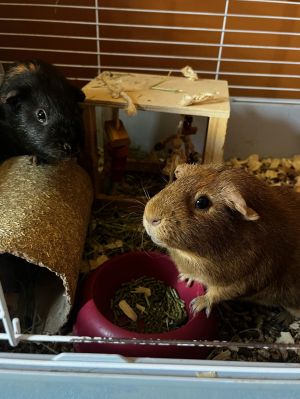 Pumpkin &amp; Spice GUINEA PIGS, Adult Male unknown