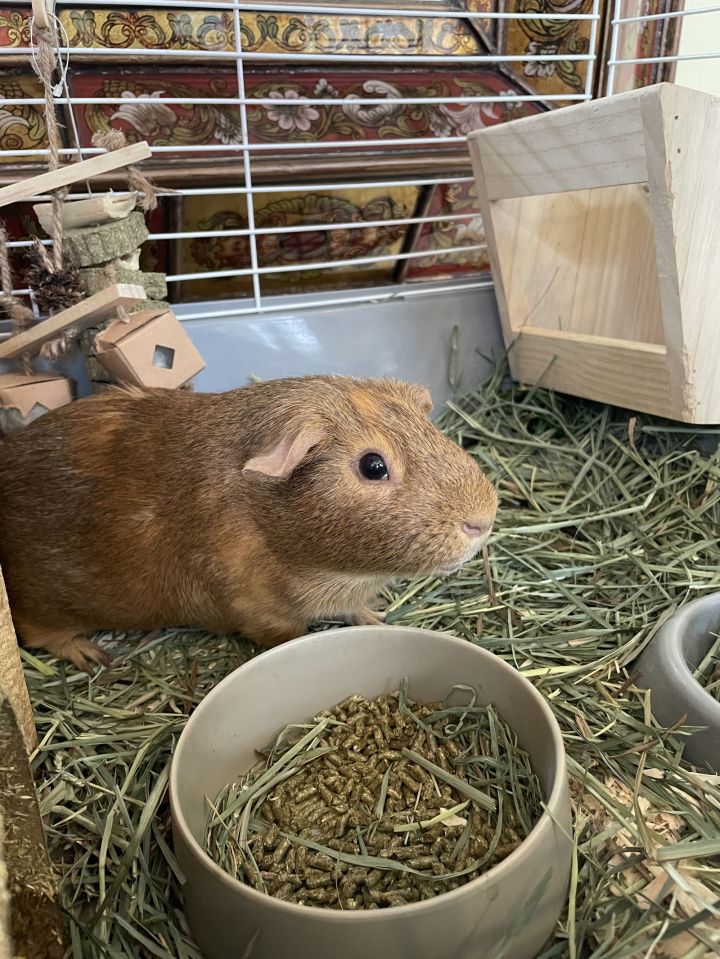 Pumpkin & Spice GUINEA PIGS 2