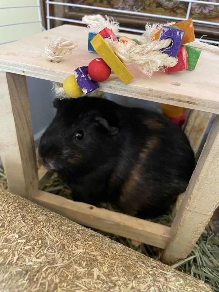 Pumpkin & Spice GUINEA PIGS 3