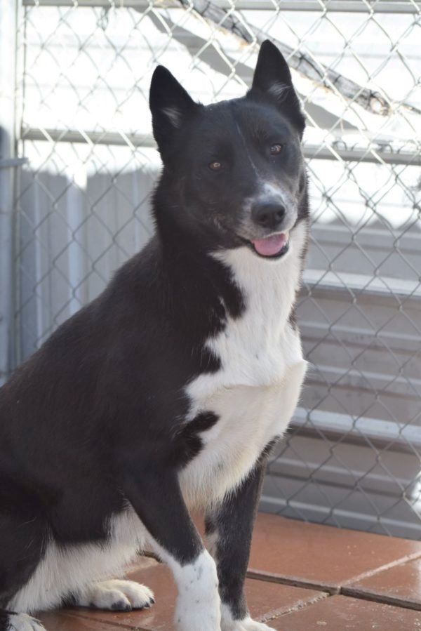 Cattle store dog husky