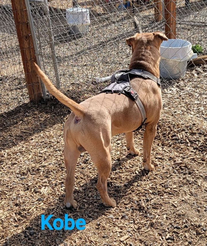 Kobe, an adoptable Mastiff & American Staffordshire Terrier Mix in Madras, OR_image-4