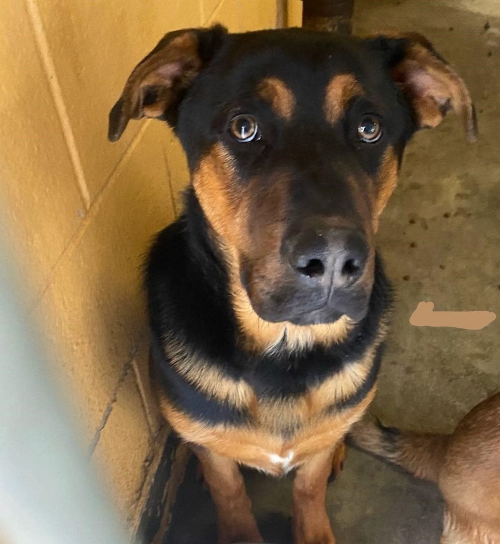 Dog for adoption Oso, a Shepherd Mix in Las Vegas, NV Petfinder