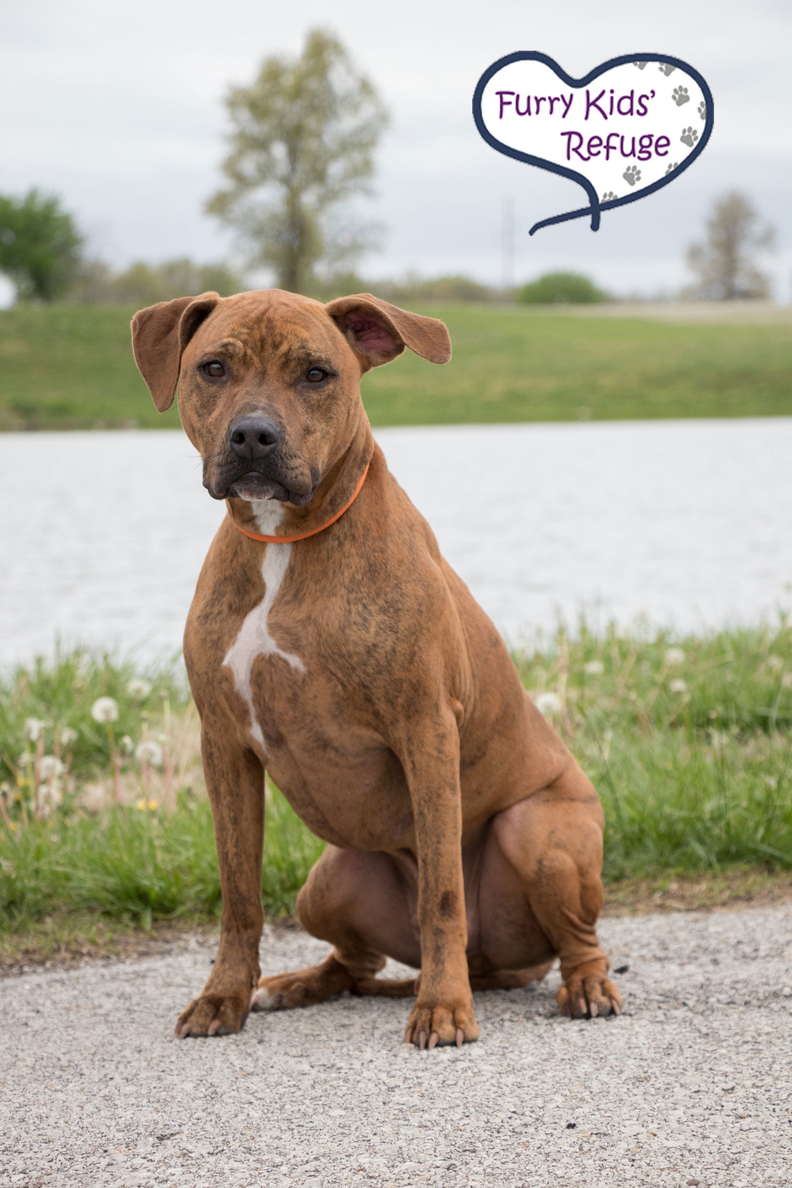 Indy (Gerard Butler), an adoptable Pit Bull Terrier, Retriever in Lee's Summit, MO, 64063 | Photo Image 1