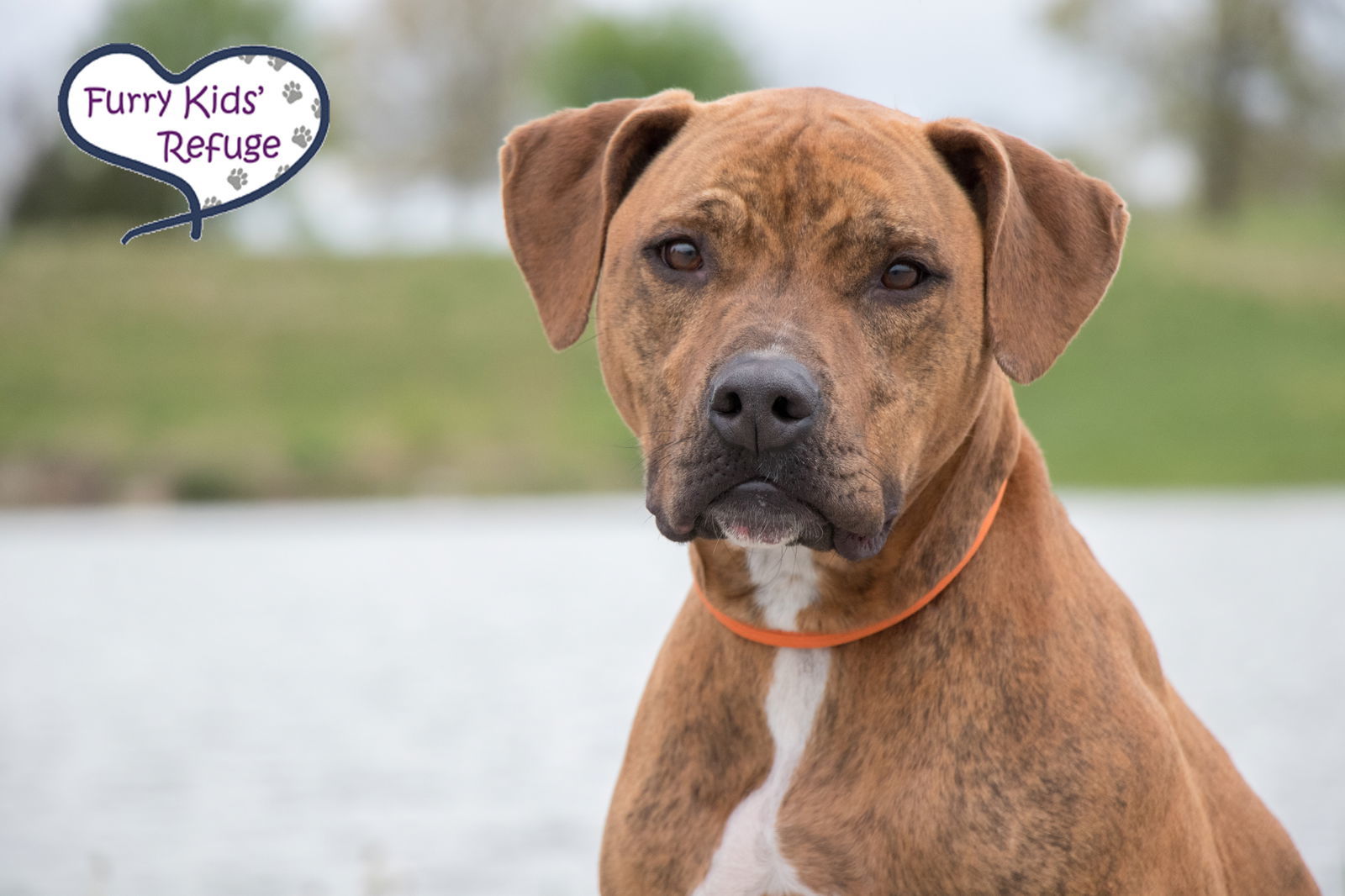 Indy (Gerard Butler), an adoptable Pit Bull Terrier, Retriever in Kansas City, MO, 64133 | Photo Image 2