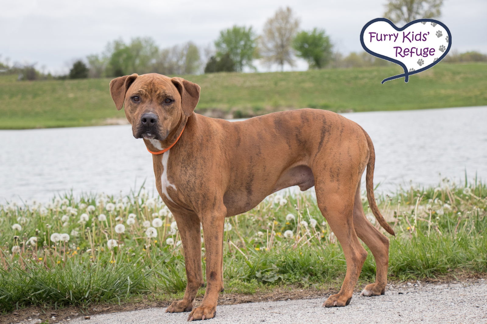 Indy (Gerard Butler), an adoptable Pit Bull Terrier, Retriever in Kansas City, MO, 64133 | Photo Image 3