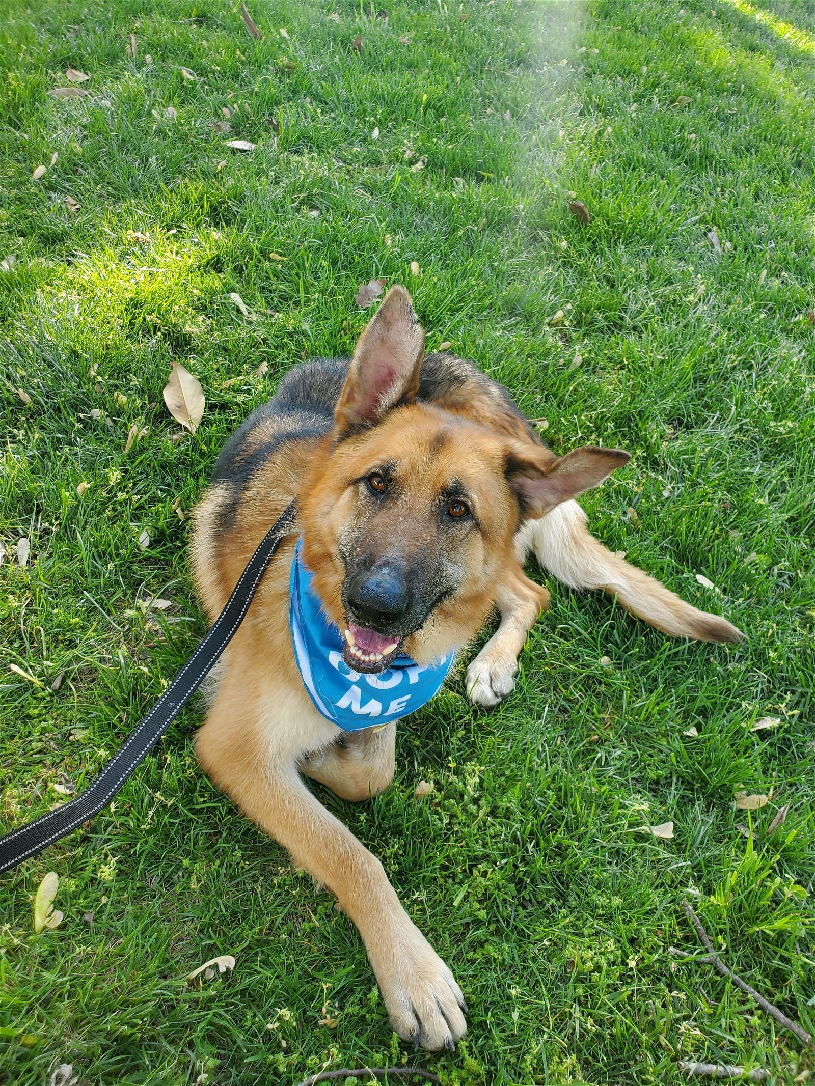 Amos, an adoptable German Shepherd Dog in Louisville, KY, 40243 | Photo Image 1