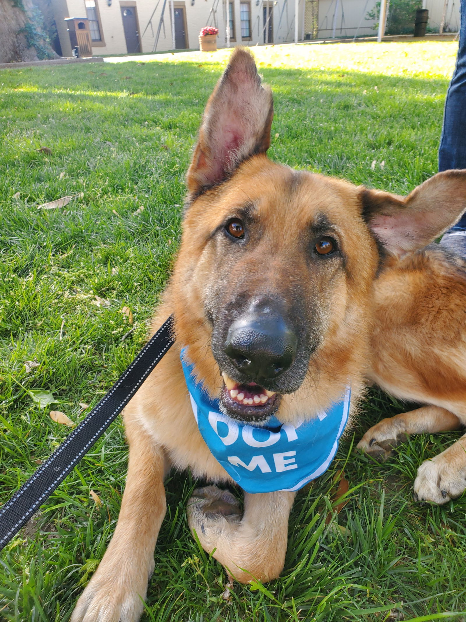 Amos, an adoptable German Shepherd Dog in Louisville, KY, 40243 | Photo Image 2