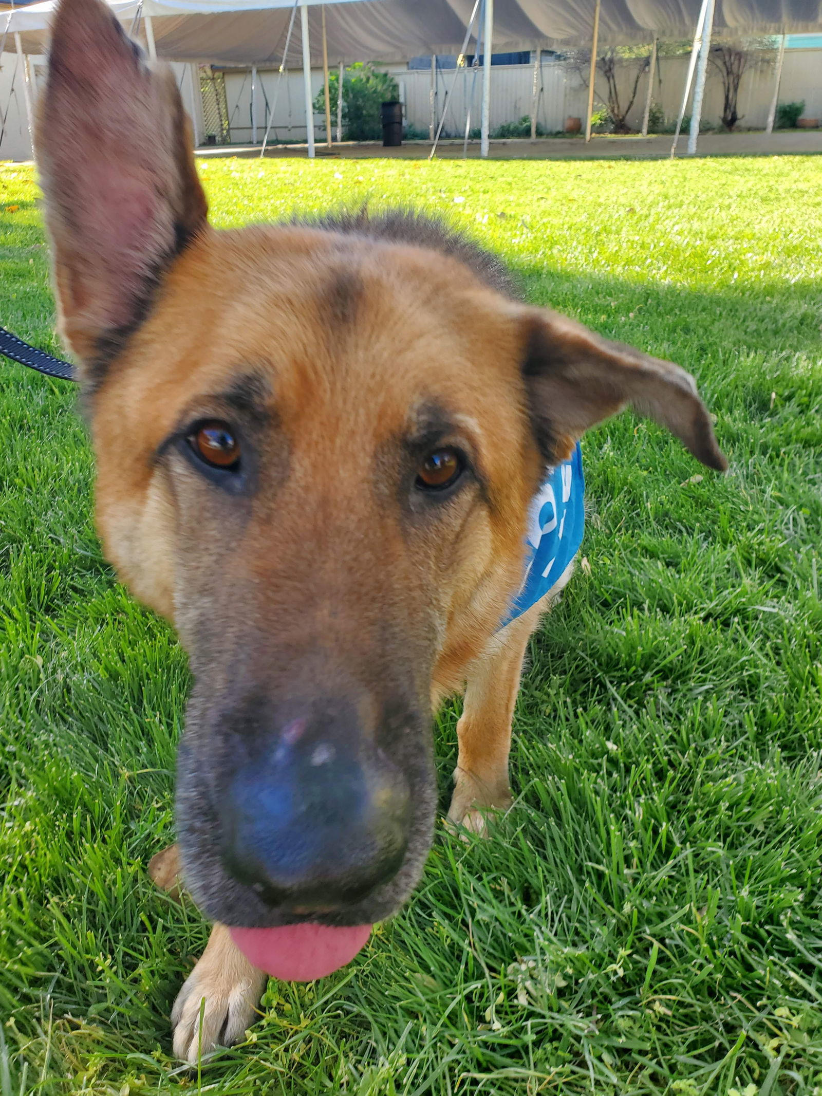 Amos, an adoptable German Shepherd Dog in Louisville, KY, 40243 | Photo Image 3