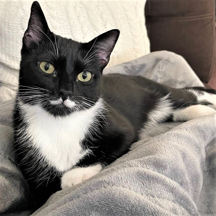 Heidi, an adopted Tuxedo & Domestic Short Hair Mix in Springfield, OR_image-1