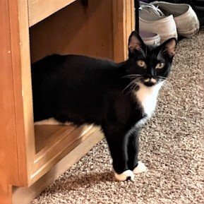 Heidi, an adopted Tuxedo & Domestic Short Hair Mix in Springfield, OR_image-2