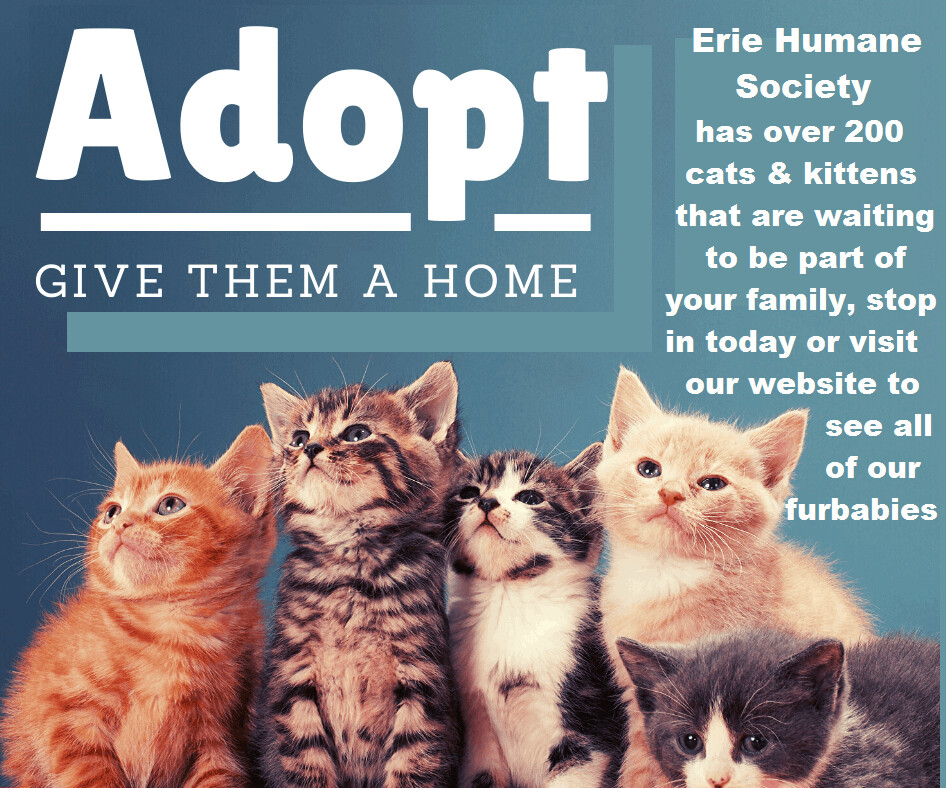 Cats & Kittens , an adoptable American Shorthair in Erie, PA, 16506 | Photo Image 1