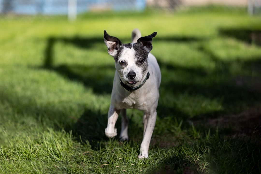 Wendall, an adoptable Terrier, Mixed Breed in Minneapolis, MN, 55407 | Photo Image 1