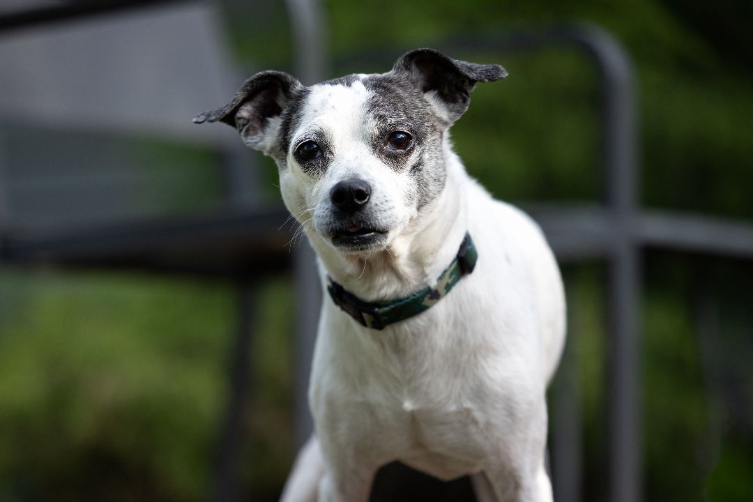 Wendall, an adoptable Terrier, Mixed Breed in Minneapolis, MN, 55407 | Photo Image 2