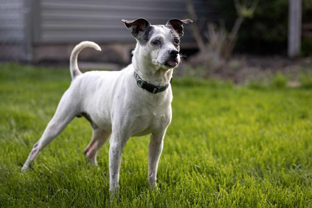 Wendall, an adoptable Terrier, Mixed Breed in Minneapolis, MN, 55407 | Photo Image 3