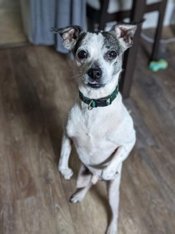 Wendall, an adoptable Terrier, Mixed Breed in Minneapolis, MN, 55407 | Photo Image 4