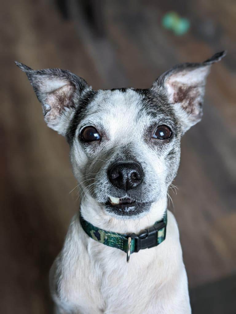 Wendall, an adoptable Terrier, Mixed Breed in Minneapolis, MN, 55407 | Photo Image 5