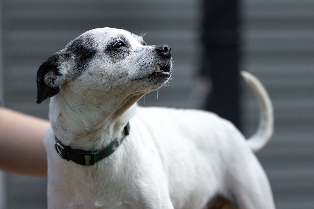 Wendall, an adoptable Terrier, Mixed Breed in Minneapolis, MN, 55407 | Photo Image 6
