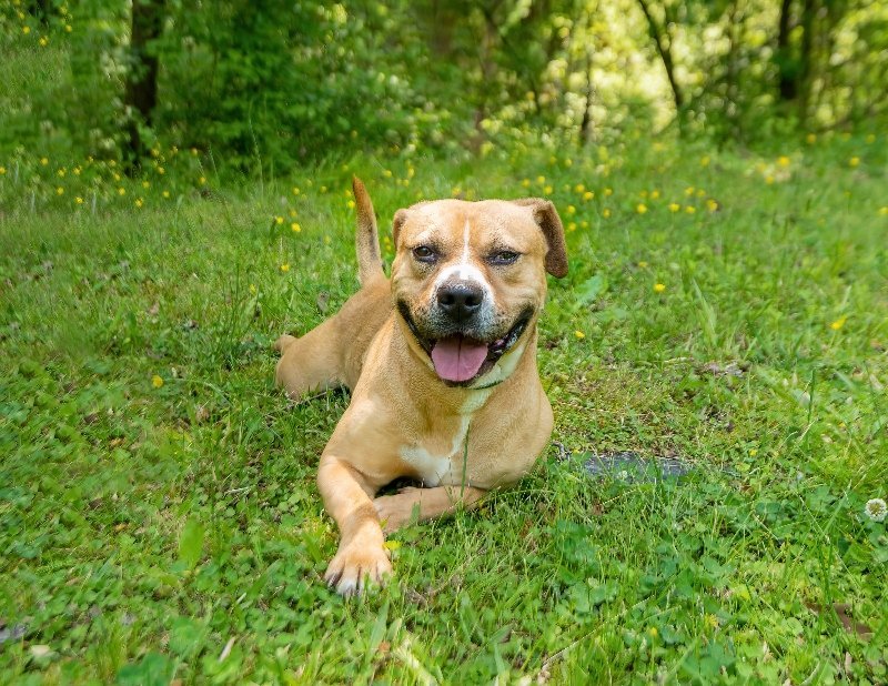 Snickerdoodle in Powhatan VA