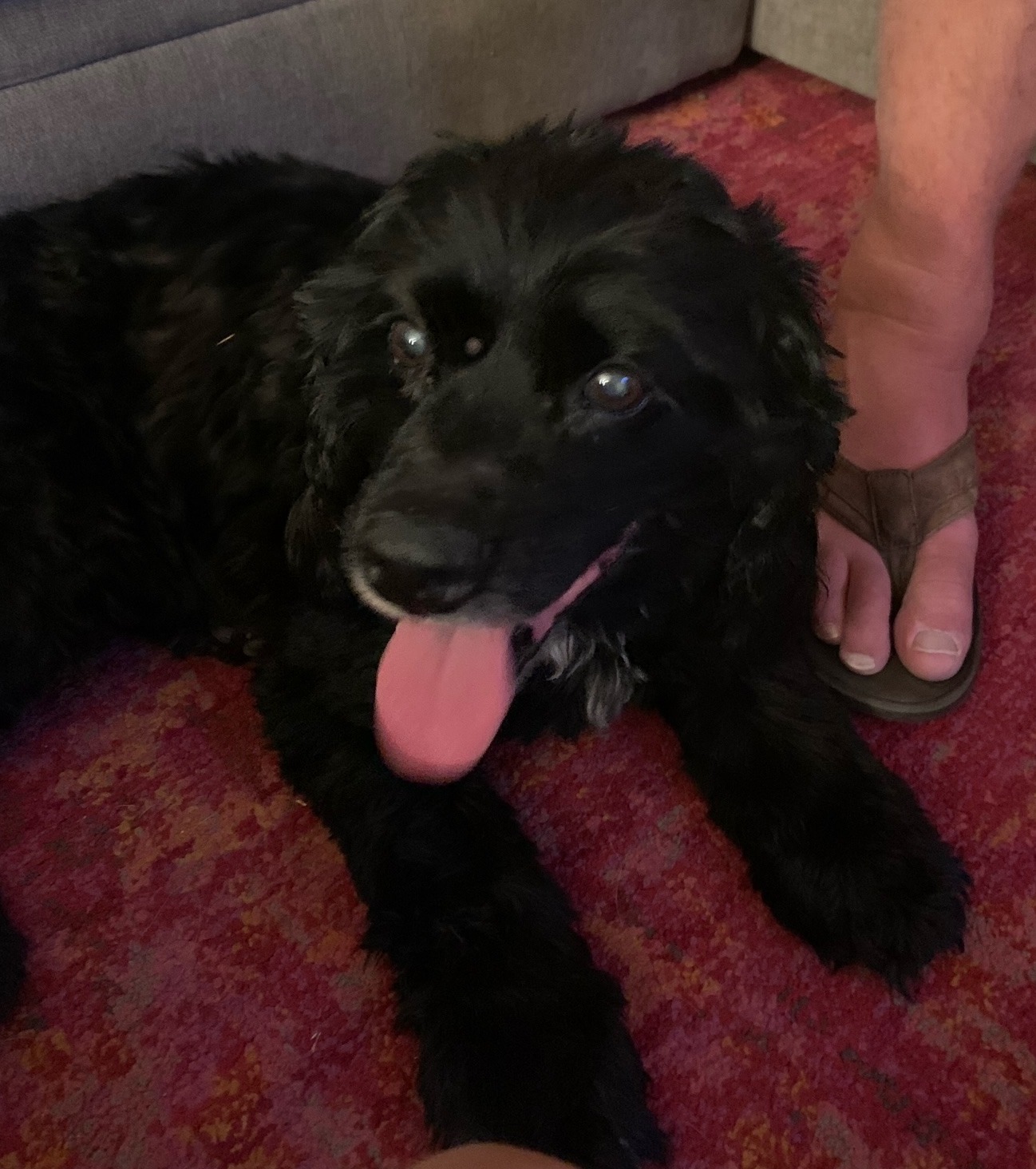 Zeke H 22035, an adoptable Cocker Spaniel in Parker, CO, 80134 | Photo Image 1