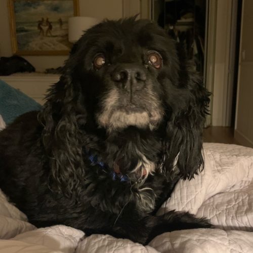 Zeke H 22035, an adoptable Cocker Spaniel in Parker, CO, 80134 | Photo Image 2