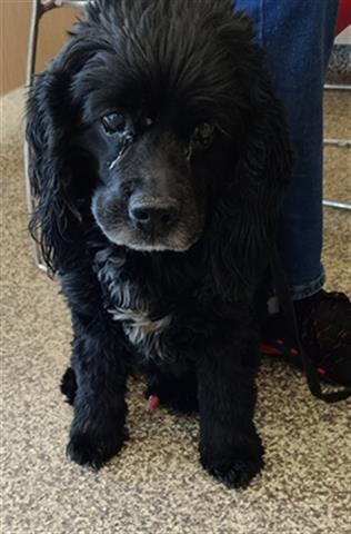 Zeke H 22035, an adoptable Cocker Spaniel in Parker, CO, 80134 | Photo Image 3