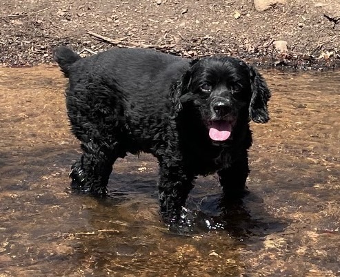 Zeke H 22035, an adoptable Cocker Spaniel in Parker, CO, 80134 | Photo Image 4