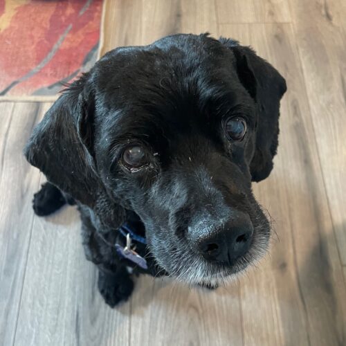 Zeke H 22035, an adoptable Cocker Spaniel in Parker, CO, 80134 | Photo Image 5