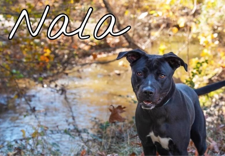 Nala in Hopewell VA