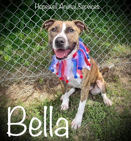 Bella in Hopewell VA