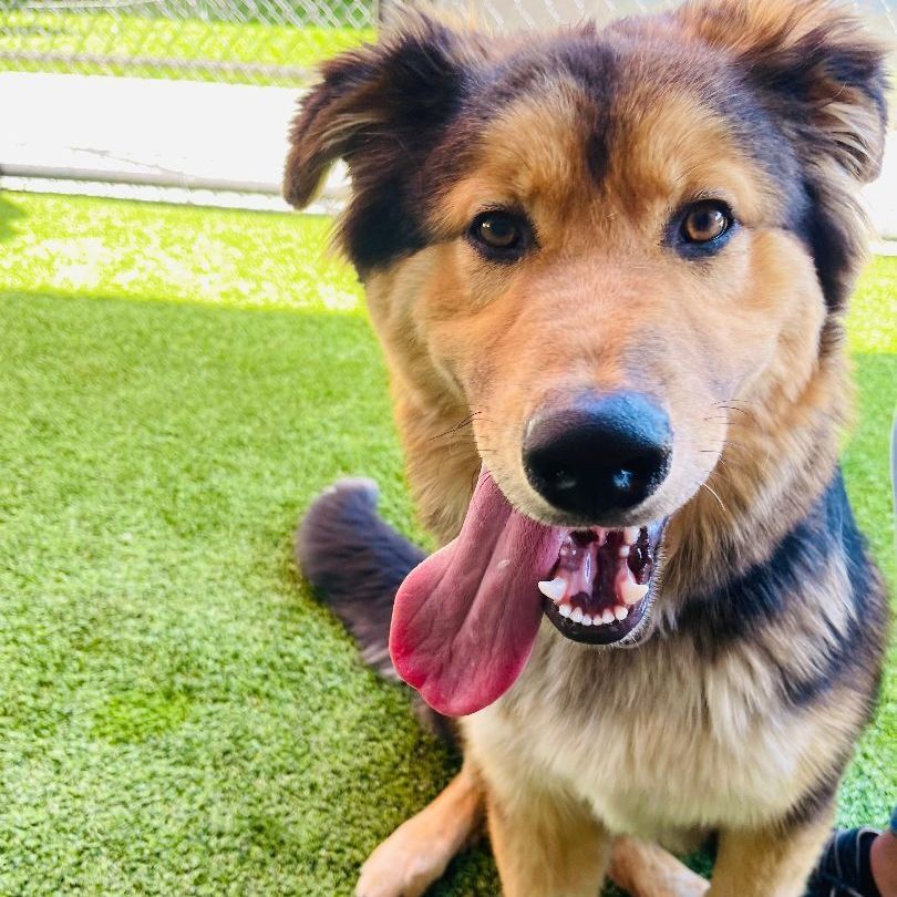 Chief, an adoptable German Shepherd Dog, Golden Retriever in Lodi, CA, 95242 | Photo Image 2