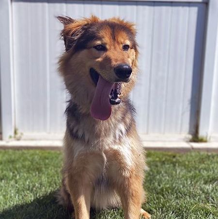 Golden retriever with hot sale german shepherd mix