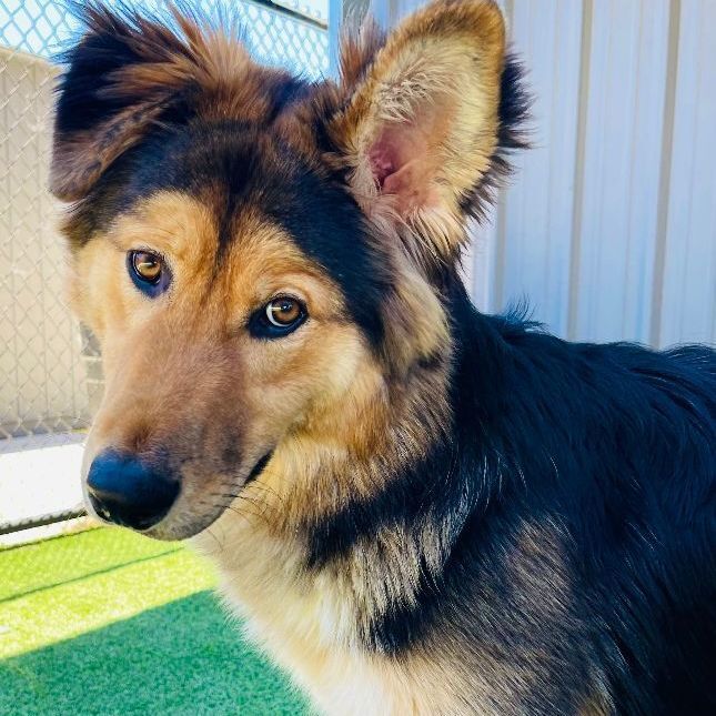 german shepherd golden retriever mix