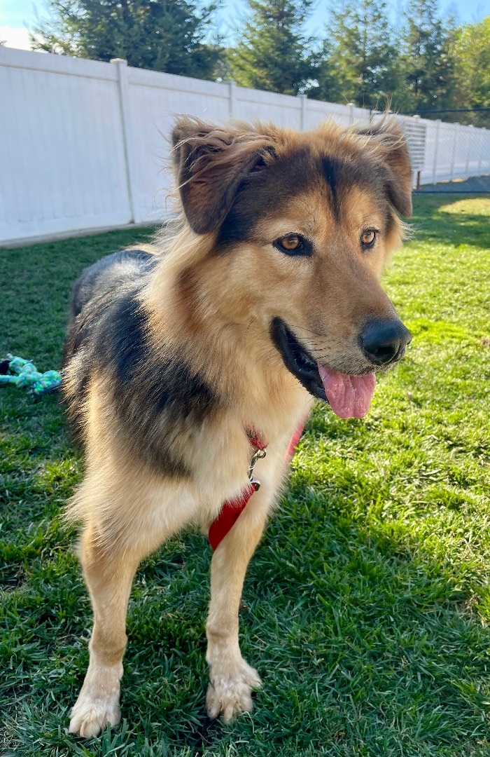 German shepherd border collie golden 2024 retriever mix